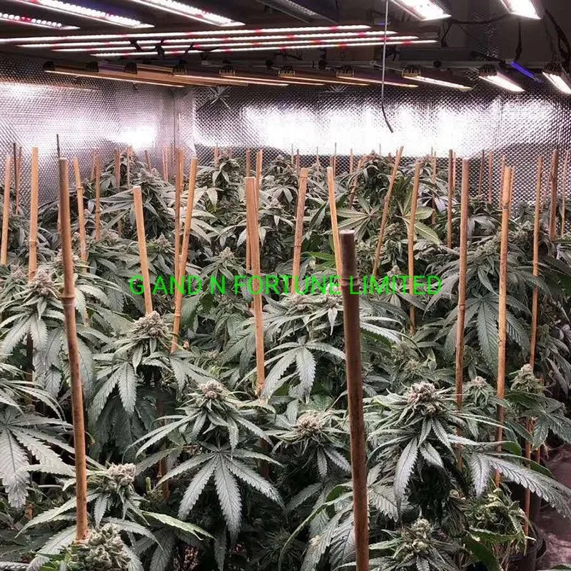 1000W Dual Chip UV IR Dual Chip Full Spectrum LED Grow Light, Hydro Plants Herbs Veg Fruits Growing Lamp for Indoor Cultivation